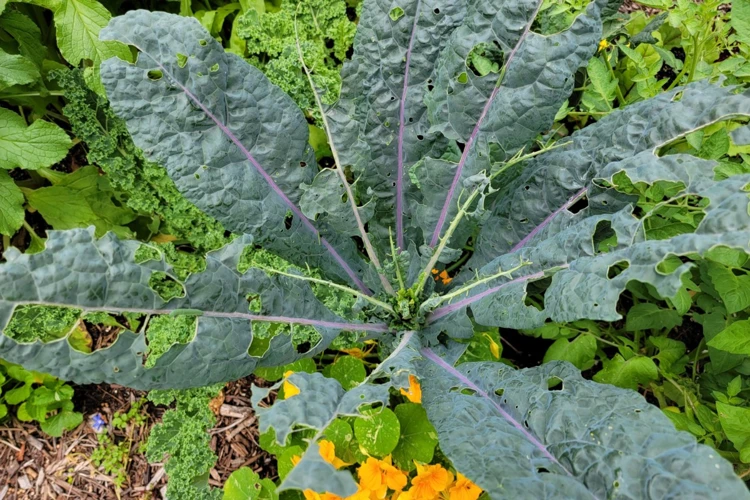 1. Identifizierung Von Rotkohl Schädlingen