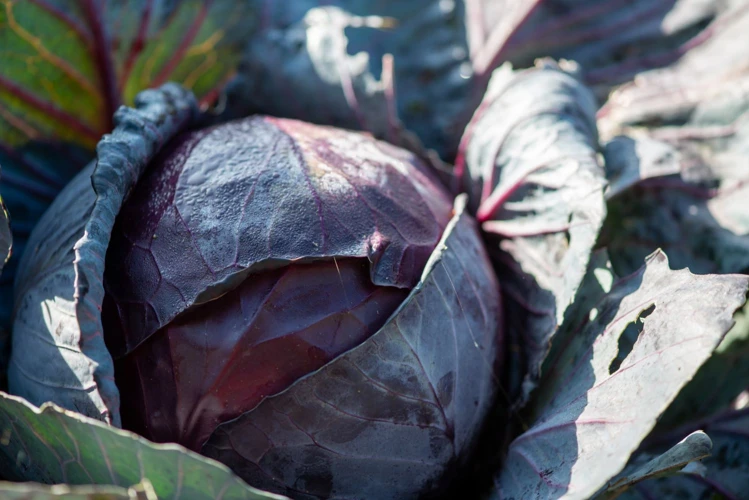 1. Warum Rotkohl Anbauen?