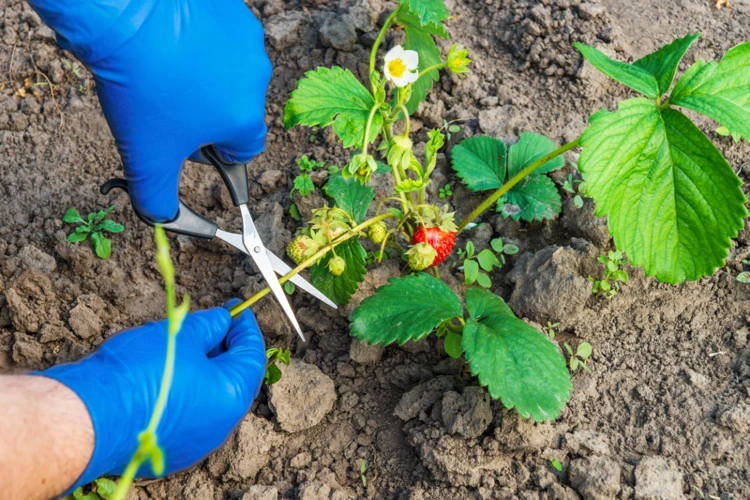 12. Teilen Sie Ihre Erdbeerpflanzen, Um Ihre Ernte Zu Vergrößern