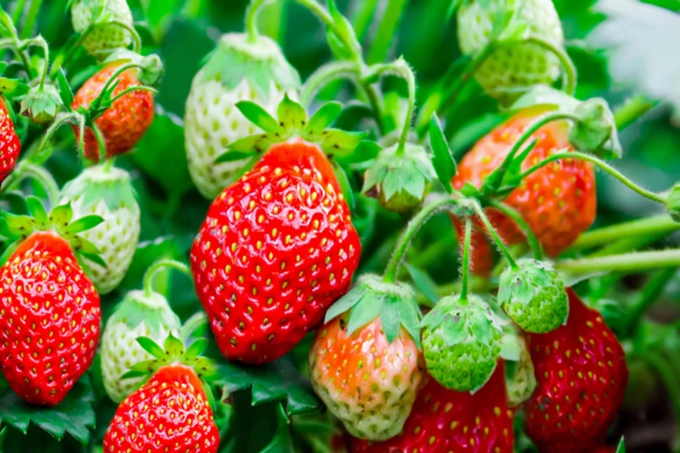 13. Lassen Sie Einige Erdbeeren Zum Vermehren Übrig