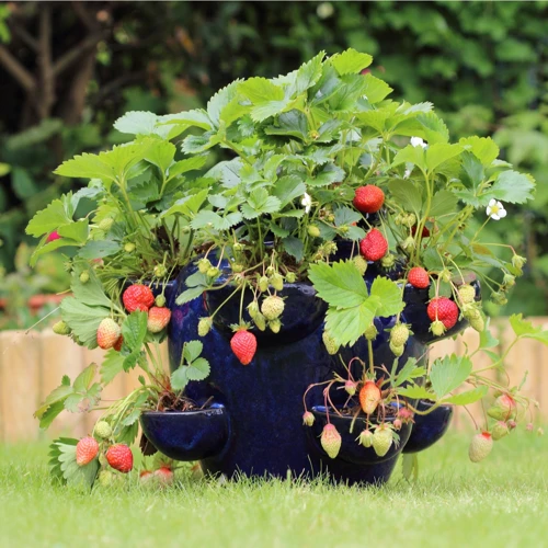 2. Schutz Der Erdbeeren Im Freien