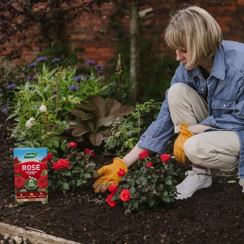 2. Rosenkompost Für Den Garten