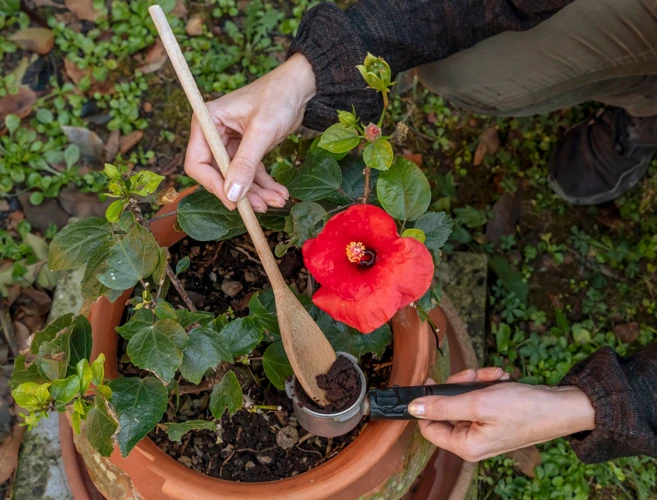 2. Tipps Zur Verwendung Von Hibiskus Kaffeesatz