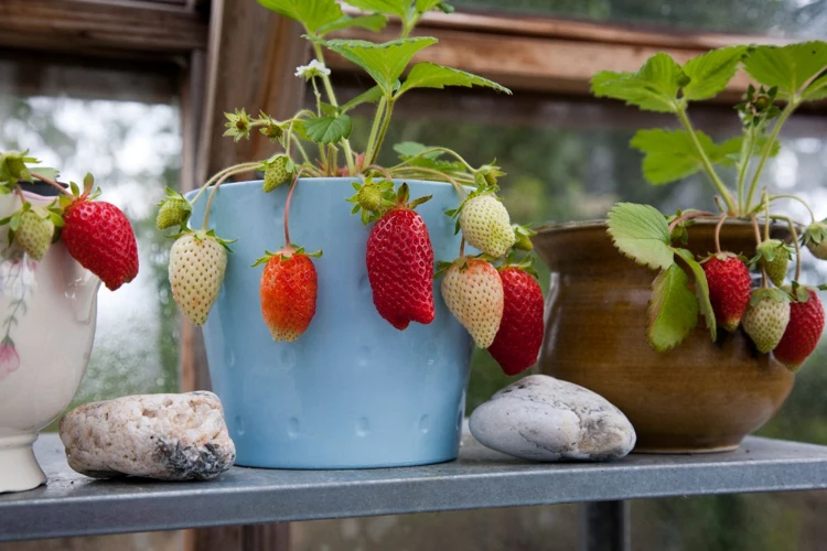 3. Pflanzen Sie Ihre Erdbeeren Richtig