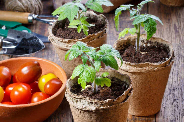 3. Tomaten Richtig Pflanzen