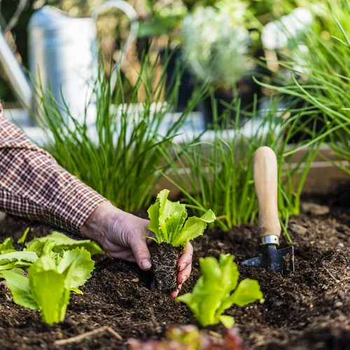 3. Die Optimale Anbauzeit