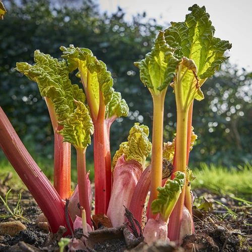 4. Pflege Von Rhabarberpflanzen