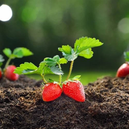 4. Erdbeeren Richtig Gießen