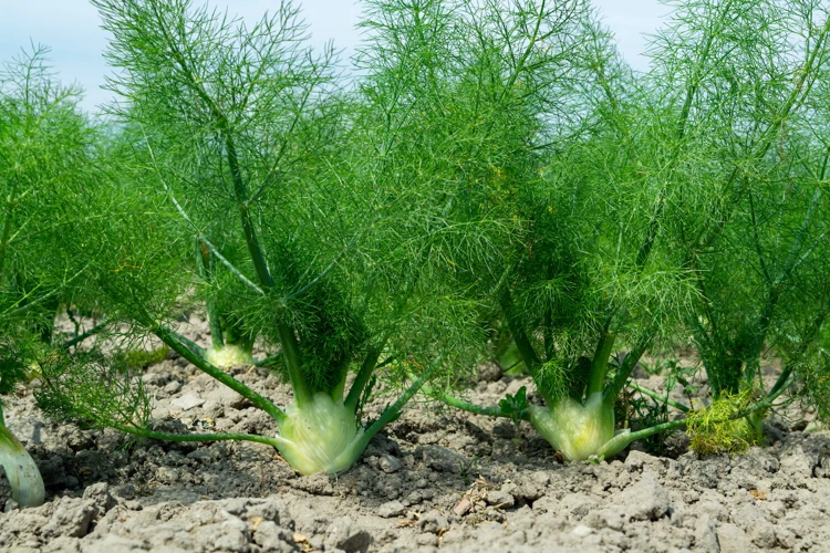 4. Fenchel Aussäen Oder Pflanzen