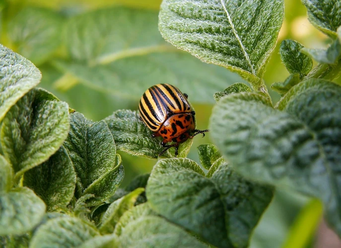 5. Biologische Schädlingsbekämpfung