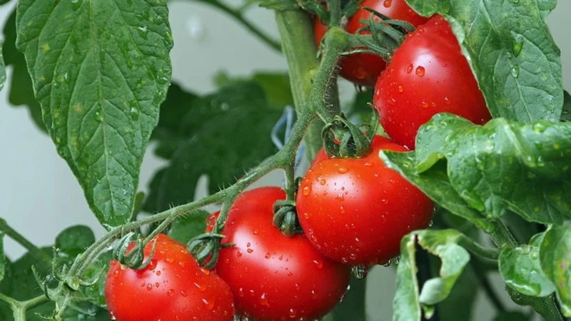 5. Düngung Der Tomatenpflanzen