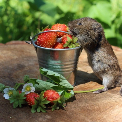 6. Schützen Sie Ihre Erdbeeren Vor Schädlingen Und Krankheiten