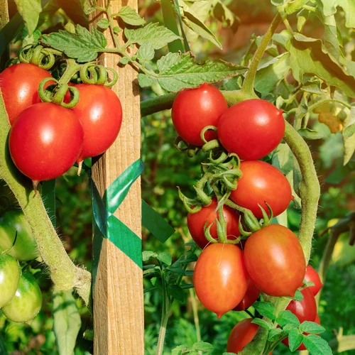 6. Tomaten Gegen Schädlinge Schützen