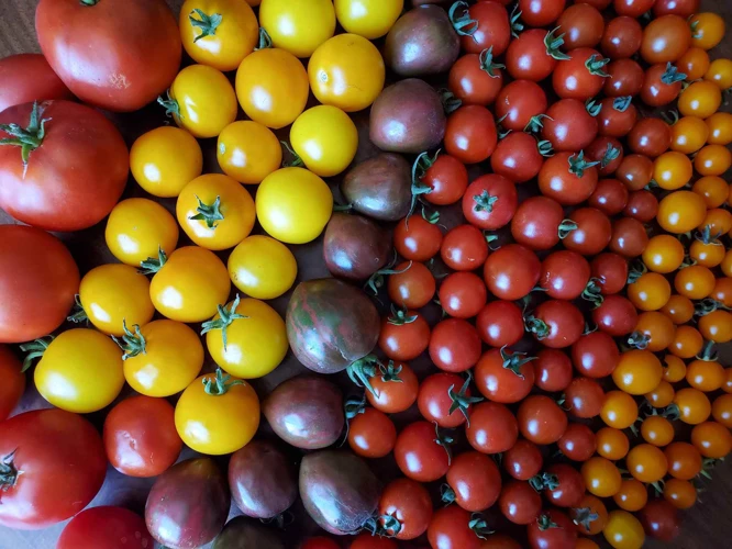 7. Tomaten Pflegen Und Stützen