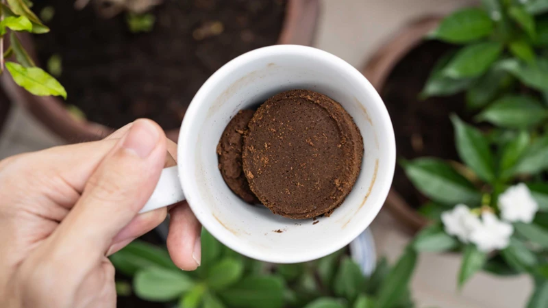 9. Kaffeesatz Als Schädlingsbekämpfungsmittel