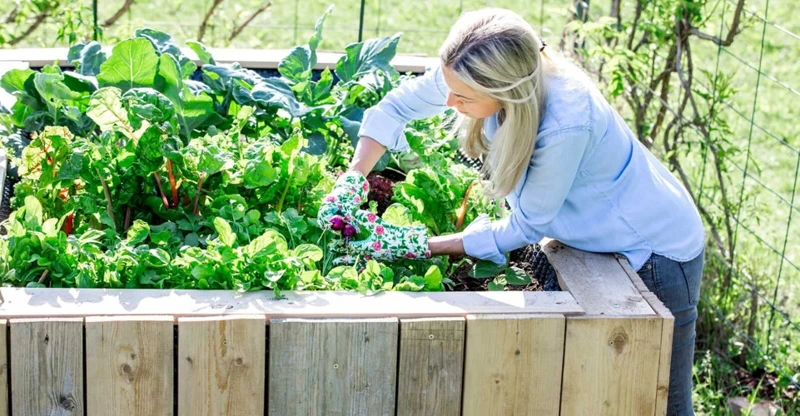 Vorteile Eines Draht Hochbeets