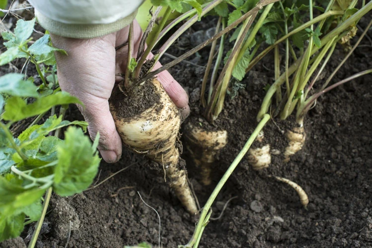 Vorteile Der Pastinake Mischkultur