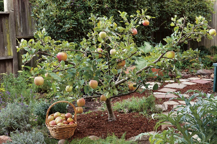 Vorteile Von Halbstamm Obstbäumen