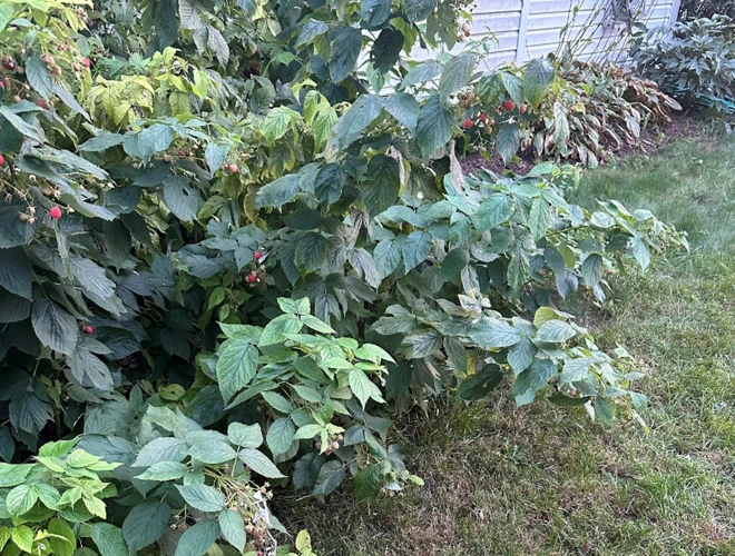 Schlechte Nachbarn Für Himbeeren