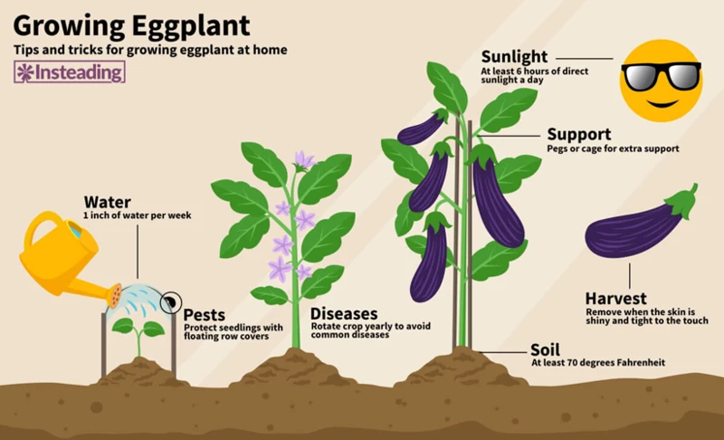 Grundlagen Des Nachbarn Aubergine Anbaus