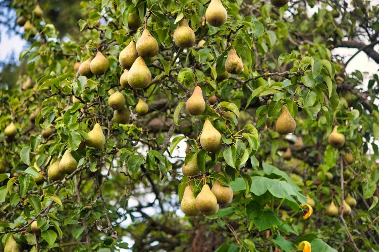 Grundlagen Der Birnbaumpflege