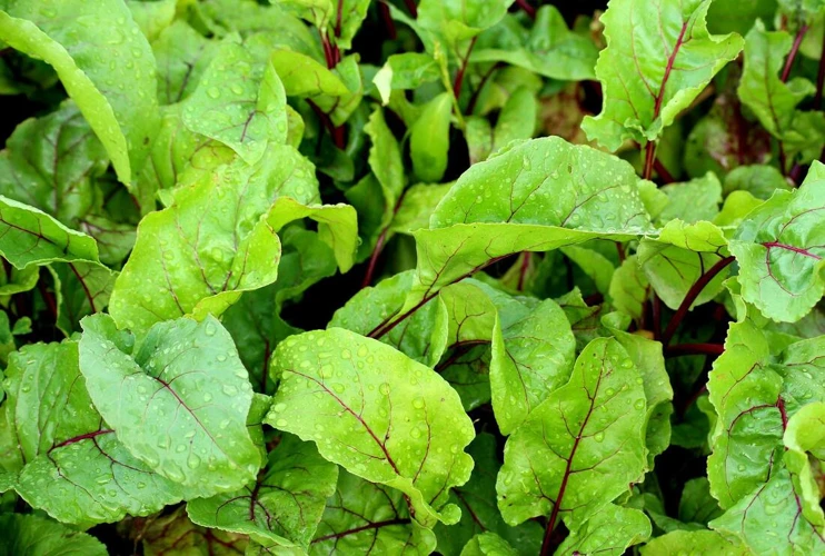 Rübenblätter In Der Gartenarbeit