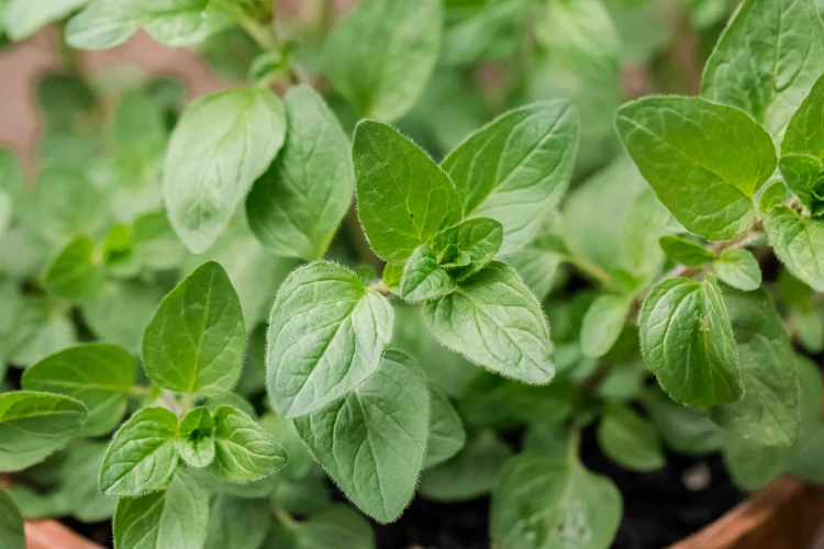 Vorteile Des Anbaus Von Mehrjährigem Oregano