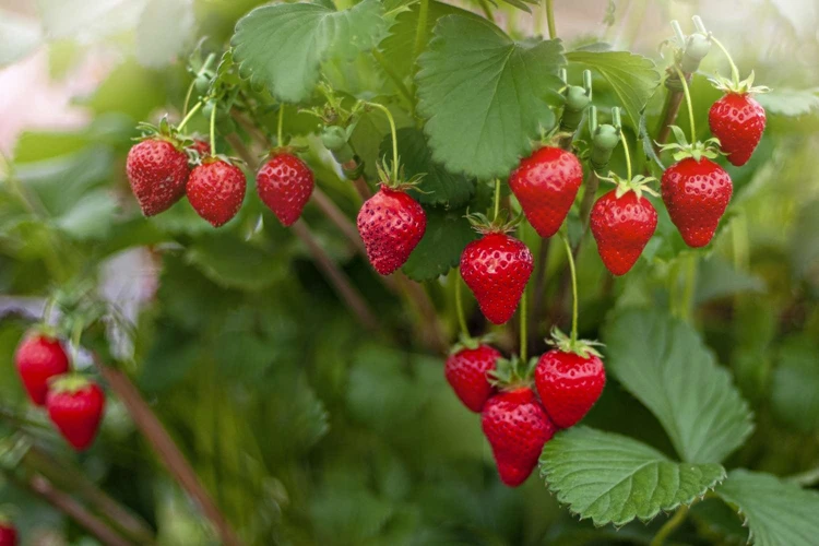 Beste Zeit Zum Düngen Von Erdbeeren