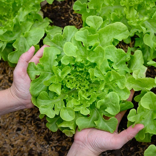 Beste Zeit Zum Anbau Von Zupfsalat