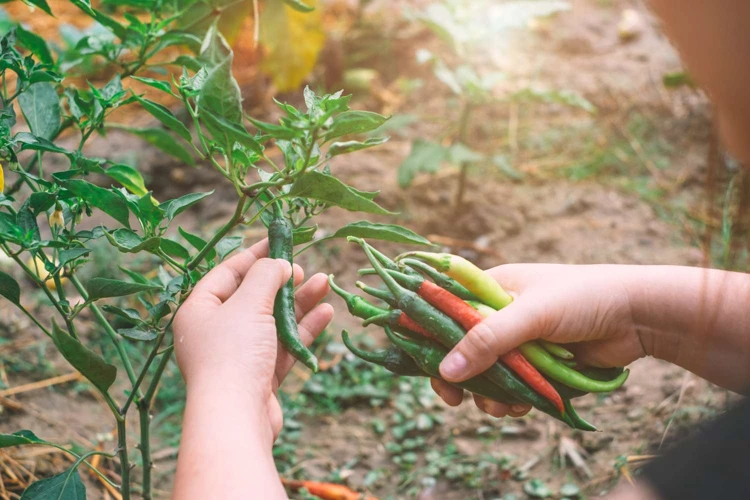 Beste Zeit Zum Ernten Von Chilisamen