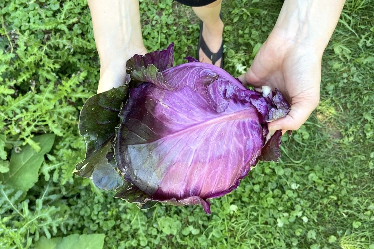 Beste Sorten Für Rotkohl Ohne Kopfbildung