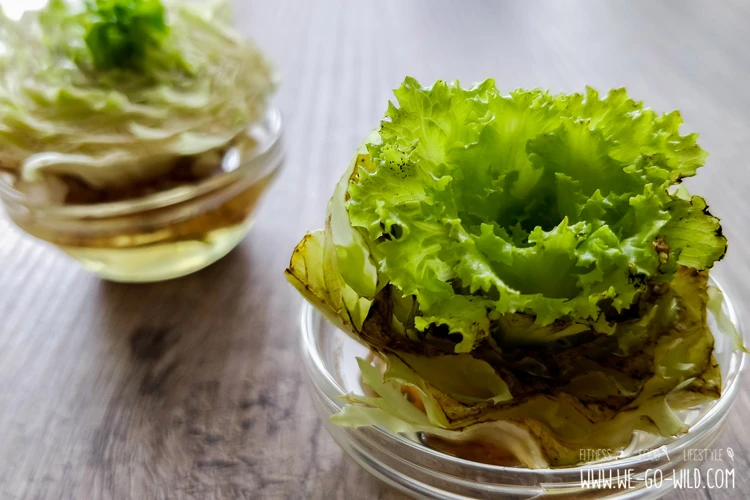 Kann Salat Mit Wurzelballen Nachwachsen?