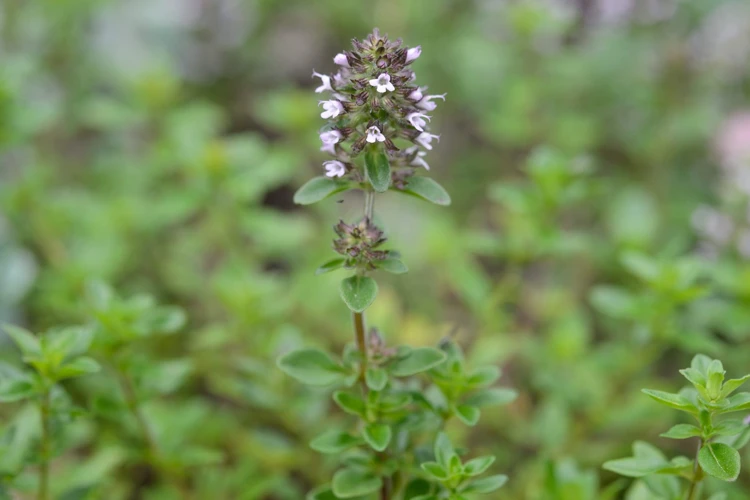 Pflegefehler Bei Der Thymianblüte