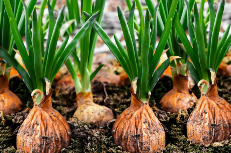 Pflegetipps Für Eine Gesunde Gemüsezwiebel Blüte