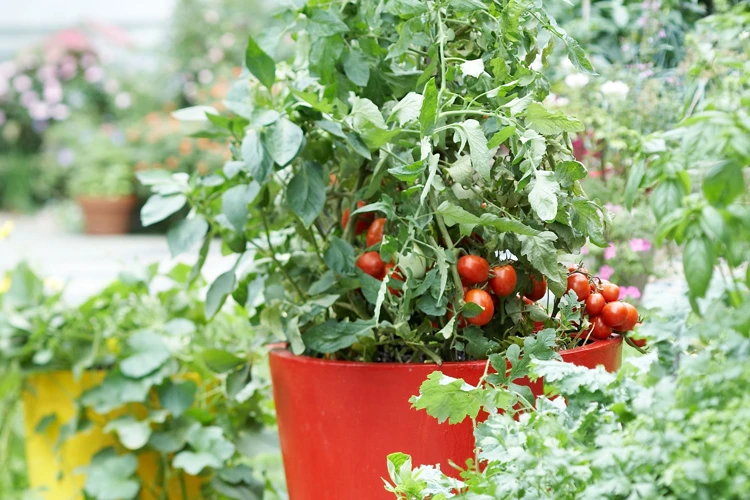 Pflegetipps Für Gesunde Tomatenpflanzen