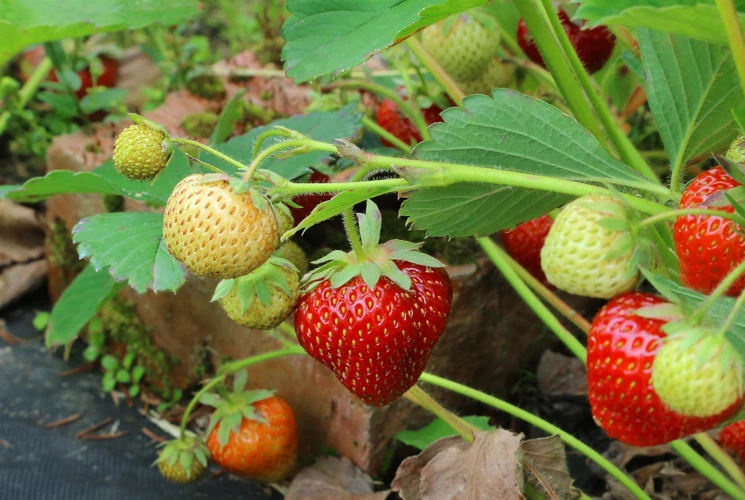 Pflegetipps Für Erdbeeren Mit Optimalen Pflanzabstand