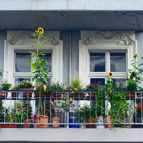 Die Pflege Von Johannisbeere Auf Dem Balkon