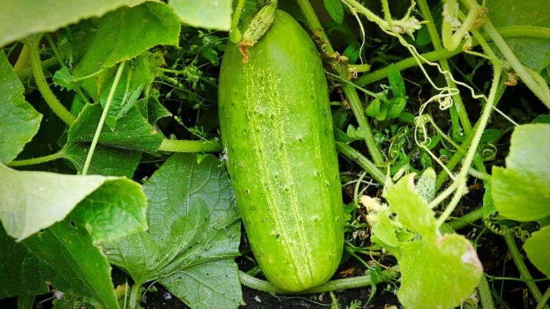 Pflege Der Bestäubten Gurkenpflanzen