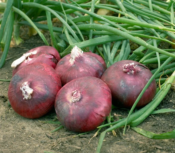 Pflege Der Roten Zwiebeln