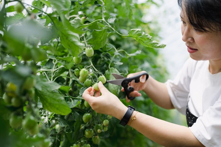 Tomate Blätter Pflegen