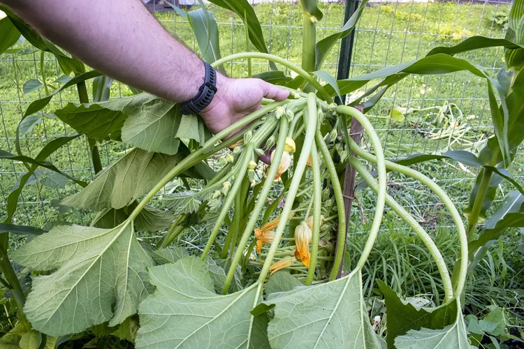 Pflege Der Zucchini-Pflanzen