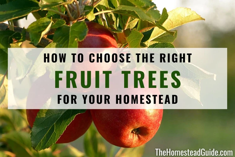 Choosing The Right Fruit Tree