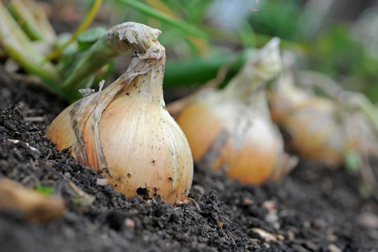 Häufige Fehler Beim Abstand Zwischen Zwiebeln