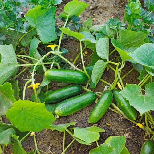 Gurkensorten Für Salate