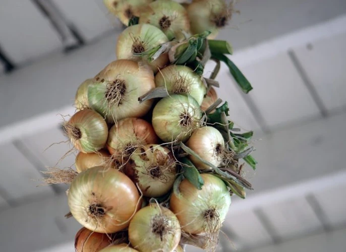 Pflege Von Großen Zwiebeln Im Garten