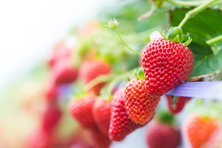 Anbau Von Mehrjährigen Erdbeeren