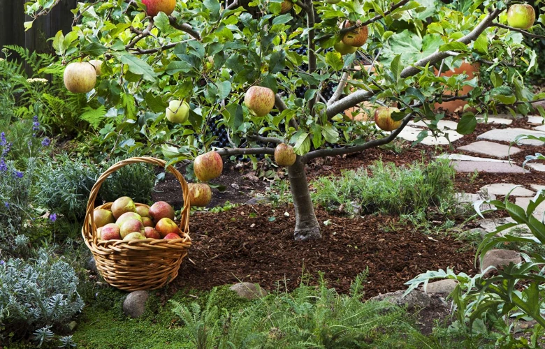 Anbau Von Halbstamm Obstbäumen