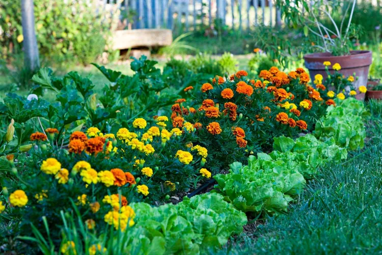 Anbau Von Tagetes Im Gemüsebeet