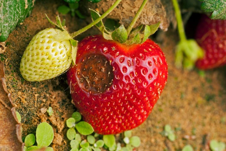 Krankheiten Und Schädlinge Bei Erdbeeren