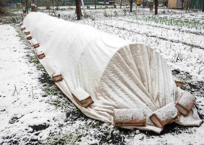 Wirkung Von Frost Auf Rote Bete